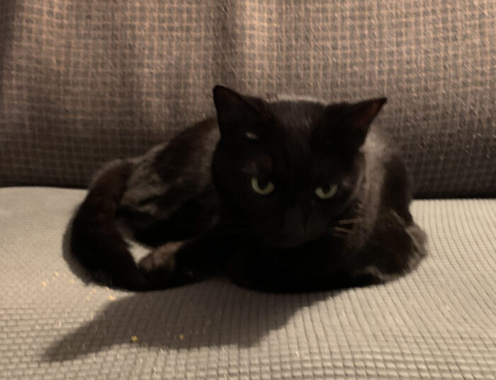 Black cat curled up on a gray couch cushion