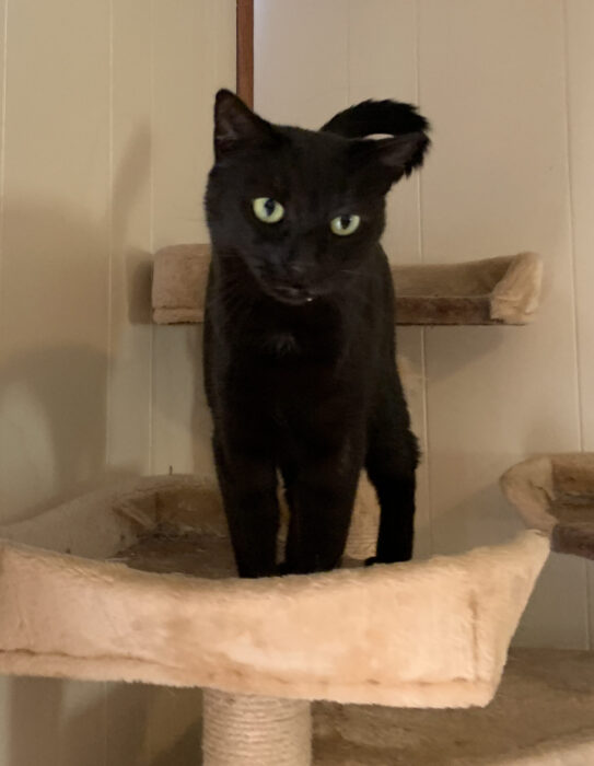 Alert black cat with yellow eyes on her cat tree