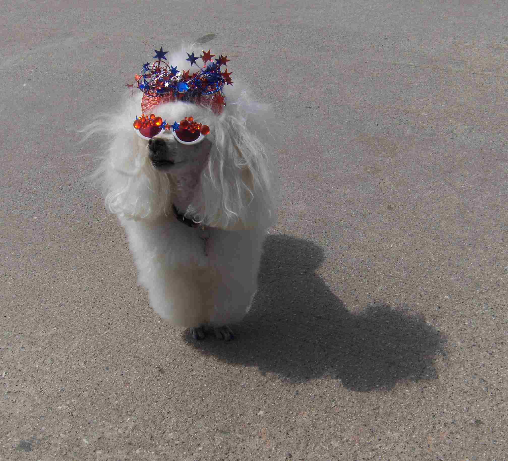 White poodle in red-white-and-blue shades