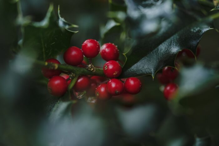 Holy with bright-red berries against a green background