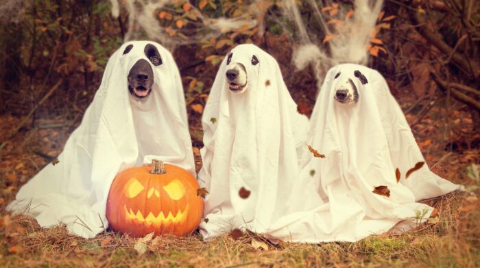 Three dogs dressed as "ghosts", in white bedsheets with eyeholes, sitting next to an orange jack-o-lantern.