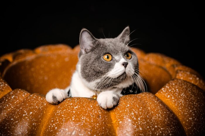 Gray-and-white cat peers out of a carved pumpkin