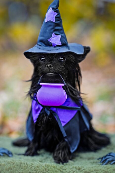 Furry black dog wears a black wizard hat with stars, a purple cape and carries a purple plastic cauldron in its mouth.