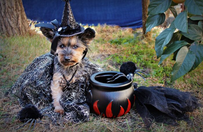Schnauzer in a witch's costume with a pointed hat, near a plastic cauldron.